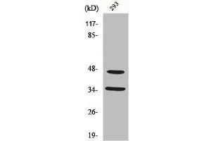 Western Blot analysis of 293 cells using FoxB1/2 Polyclonal Antibody (FOXB1/FOXB2 (Internal Region) 抗体)