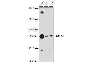 Western blot analysis of extracts of various cell lines, using NPHS2 antibody (ABIN1680543, ABIN7101468, ABIN7101469 and ABIN7101470) at 1:1000 dilution. (Podocin 抗体)