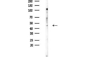 anti-Dopamine Receptor D4 (DRD4) (C-Term) antibody