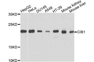 Western blot analysis of extracts of various cells, using CIB1 antibody. (CIB1 抗体)