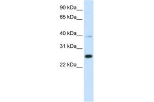 Western Blotting (WB) image for anti-YY1 Associated Factor 2 (YAF2) antibody (ABIN2461508) (YAF2 抗体)