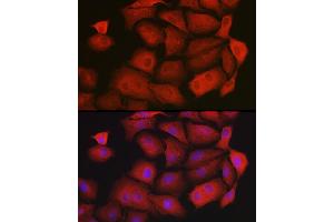 Immunofluorescence (IF) image for anti-Guanidinoacetate N-Methyltransferase (GAMT) (AA 1-236) antibody (ABIN6140950)