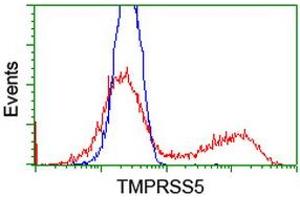 HEK293T cells transfected with either RC223774 overexpress plasmid (Red) or empty vector control plasmid (Blue) were immunostained by anti-TMPRSS5 antibody (ABIN2454938), and then analyzed by flow cytometry. (TMPRSS5 抗体)