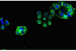 Immunofluorescent analysis of PC-3 cells using ABIN7142959 at dilution of 1:100 and Alexa Fluor 488-congugated AffiniPure Goat Anti-Rabbit IgG(H+L)
