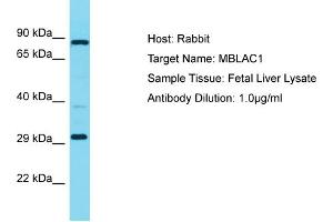 Host: Rabbit Target Name: MBLAC1 Sample Type: Fetal Liver lysates Antibody Dilution: 1. (MBLAC1 抗体  (C-Term))