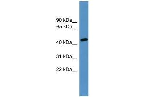 WB Suggested Anti-Elk3 Antibody Titration:  0. (ELK3 抗体  (N-Term))