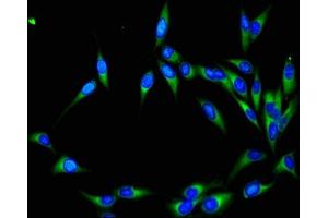 Immunofluorescence (IF) image for anti-Neural Precursor Cell Expressed, Developmentally Down-Regulated 8 (NEDD8) (AA 1-81) antibody (ABIN7161130)