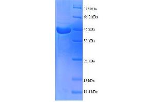 BLOC1S1 Protein (AA 1-153, full length) (GST tag)