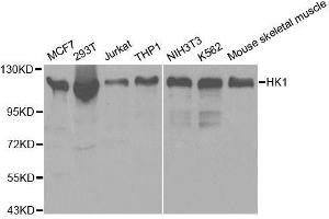 Western blot analysis of extracts of various cell lines, using HK1 antibody. (Hexokinase 1 抗体  (AA 20-300))