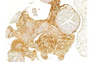 ABIN6256691 and ABIN6267080 at 1/100 staining Mouse ovary tissue by IHC-P. (Connexin 43/GJA1 抗体  (pTyr265))