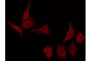 ABIN6276018 staining NIH-3T3 by IF/ICC. (GPR157 抗体  (C-Term))