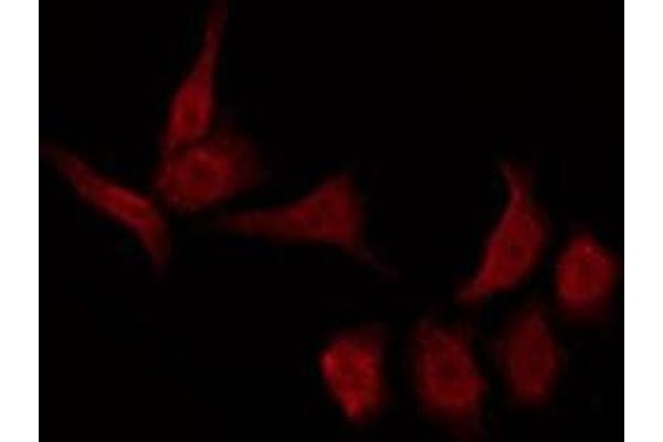 GPR157 antibody  (C-Term)