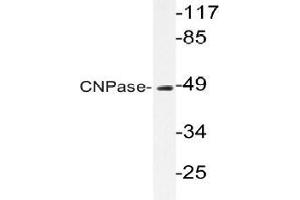 Western blot (WB) analysis of CNPase antibody in extracts from HUVEC cells. (Cnpase 抗体)