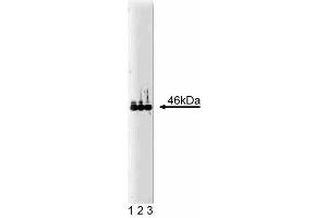 Western blot analysis of VASP on human endothelial cell lysate. (VASP 抗体  (AA 248-379))