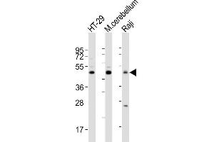 All lanes : Anti-GLUL Antibody (N-term) at 1:2000 dilution Lane 1: HT-29 whole cell lysates Lane 2: mouse cerebellum lysates Lane 3: Raji whole cell lysates Lysates/proteins at 20 μg per lane. (GLUL 抗体  (N-Term))