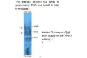 Image no. 1 for anti-Amyloid beta (A4) Precursor Protein-Binding, Family A, Member 1 (APBA1) antibody (ABIN790826) (APBA1 抗体)