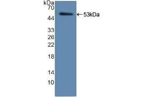 Detection of Recombinant ELA2, Human using Polyclonal Antibody to Neutrophil Elastase (NE) (ELANE 抗体  (AA 30-247))