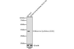 Western blot analysis of extracts from normal (control) and Glutamine Synthetase (GLUL) knockout (KO) 293T cells, using Glutamine Synthetase (GLUL) antibody (ABIN6130425, ABIN6141161, ABIN6141162 and ABIN7101772) at 1:1000 dilution. (GLUL 抗体  (AA 1-373))