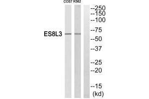 Western blot analysis of extracts from Cos7 cells and K562 cells, using ES8L3 antiobdy. (EPS8-Like 3 抗体)