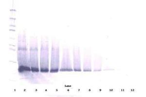 Image no. 1 for anti-Interferon, beta 1, Fibroblast (IFNB1) antibody (ABIN464941) (IFNB1 抗体)