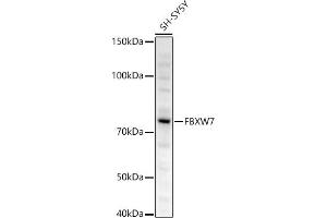 Western blot analysis of extracts of SH-SY5Y cells, using FBXW7 antibody (ABIN6131632, ABIN6140535, ABIN6140537 and ABIN6221574) at 1:500 dilution. (FBXW7 抗体  (AA 408-707))