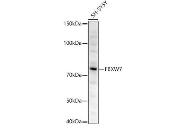 FBXW7 antibody  (AA 408-707)