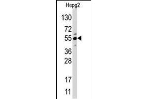 Western blot analysis of anti-JMJD4 (N-term) Pab in HepG2 cell line lysate. (JMJD4 抗体  (N-Term))