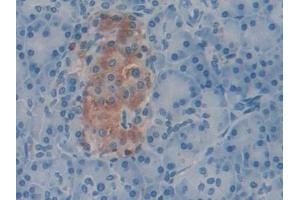 Immunohistochemistry (IHC) image for anti-Coagulation Factor V (F5) (AA 463-715) antibody (ABIN7432364)