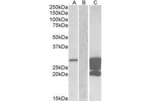 Western Blotting (WB) image for anti-GM2 Ganglioside Activator (GM2A) (Internal Region) antibody (ABIN2464518) (GM2A 抗体  (Internal Region))