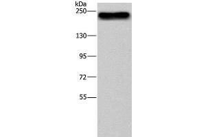 Western Blot analysis of NIH/3T3 cell using BRD4 Polyclonal Antibody at dilution of 1:500 (BRD4 抗体)