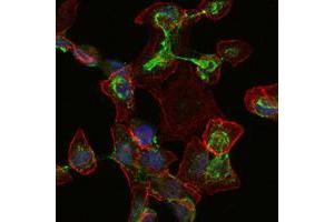 Immunofluorescence analysis of HepG2 cells using ApoB mouse mAb (green). (APOB 抗体)