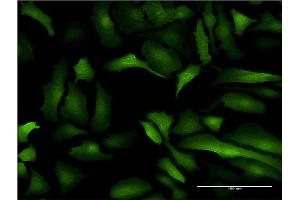 Immunofluorescence (IF) image for anti-S100 Calcium Binding Protein A10 (S100A10) (AA 1-97) antibody (ABIN519970)