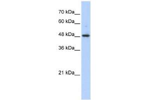 ABHD2 antibody used at 1 ug/ml to detect target protein. (ABHD2 抗体  (Middle Region))