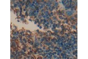 IHC-P analysis of Mouse Tissue, with DAB staining. (CD70 抗体  (AA 64-192))