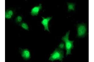 Image no. 4 for anti-Signal Transducer and Activator of Transcription 4 (STAT4) antibody (ABIN1501174) (STAT4 抗体)