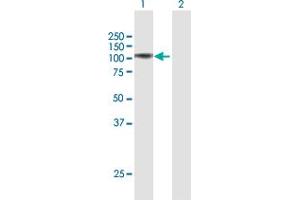 Western Blot analysis of FAP expression in transfected 293T cell line by FAP MaxPab polyclonal antibody. (FAP 抗体  (AA 1-760))