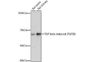 Western blot analysis of extracts of various cell lines, using TGF beta induced TGF beta induced (TGFBI) Rabbit mAb (ABIN7270915) at 1:1000 dilution. (TGFBI 抗体)