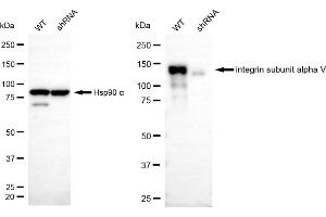 Western blotting analysis using integrin subunit alpha V antibody (ABIN7799063). (Recombinant CD51 抗体)