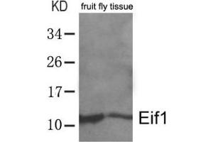 Western blot analysis of extracts from whole fruit fly (drosophila melanogaster) tissue lysate using Eif1. (EIF1 抗体  (AA 4-8))