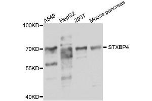 Western blot analysis of extract of various cells, using STXBP4 antibody. (STXBP4 抗体)