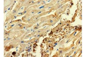 Immunohistochemistry of paraffin-embedded human heart tissue using ABIN7152994 at dilution of 1:100 (C2ORF83 抗体  (AA 29-150))