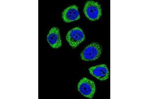 Immunofluorescence (IF) image for anti-Protocadherin beta 3 (PCDHB3) antibody (ABIN2996556) (PCDHB3 抗体)