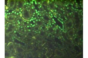 Immunofluorescence (IF) image for anti-Histone 3 (H3) (AA 1-136) antibody (ABIN7439303)