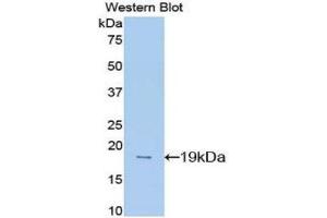 Western Blotting (WB) image for anti-Midkine (Neurite Growth-Promoting Factor 2) (MDK) (AA 22-140) antibody (ABIN3208208) (Midkine 抗体  (AA 22-140))