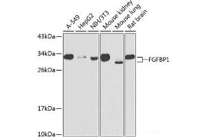 Western blot analysis of extracts of various cell lines using FGFBP1 Polyclonal Antibody at dilution of 1:1000. (FGFBP1 抗体)