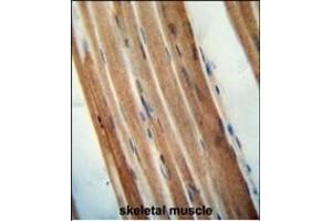 TMCO7 antibody (C-term) (ABIN654975 and ABIN2844615) immunohistochemistry analysis in formalin fixed and paraffin embedded human skeletal muscle followed by peroxidase conjugation of the secondary antibody and DAB staining. (TANGO6/TMCO7 抗体  (C-Term))