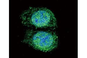 Immunofluorescence (IF) image for anti-B-Cell CLL/lymphoma 2 (BCL2) (BH3 Domain) antibody (ABIN2997097)