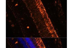 Immunofluorescence analysis of Mouse eye using KCNS2 Polyclonal Antibody at dilution of 1:100 (20x lens). (KCNS2 抗体)