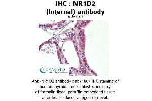 Image no. 1 for anti-Nuclear Receptor Subfamily 1, Group D, Member 2 (NR1D2) (Internal Region) antibody (ABIN1737498)