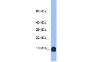 Host: Rabbit Target Name: Atp6v0b Sample Type: Rat Testis lysates Antibody Dilution: 1. (ATP6V0B 抗体  (N-Term))